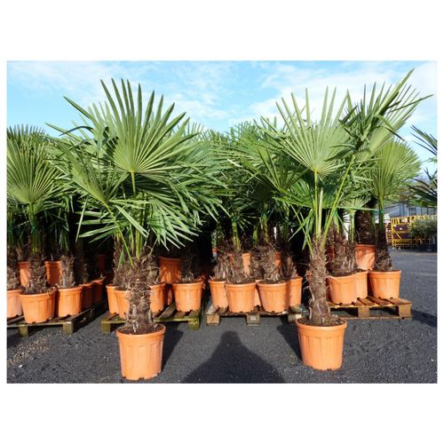 4251740100338 - XXL Palme winterhart 140 - 160 cm Trachycarpus fortunei Hanfpalme Top-Qualität