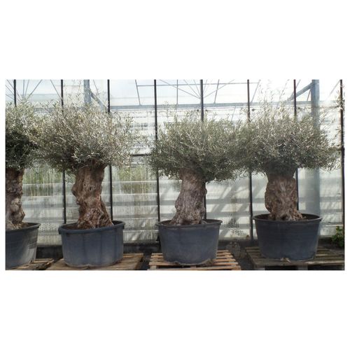 4251740100741 - uriger alter Olivenbaum knorrige Olive 80-100 Jahre winterhart