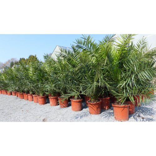 4251740108037 - 2 Stück Palme XXL 180 cm Phoenix canariensis kanarische Dattelpalme winterhart 4251740108037 - 2 Stück Palme XXL 180 cm Phoenix canariensis kanarische Dattelpalme winterhart