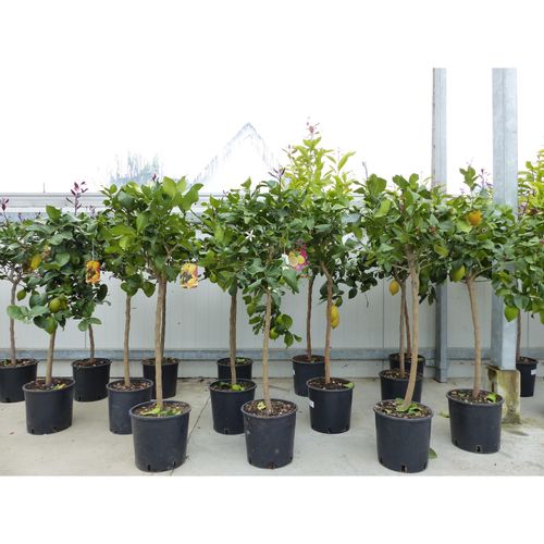 4251740108419 - Zitrus Zitronenbaum Zitrone Citrus Limon Limone 120 - 140 cm Zitruspflanze