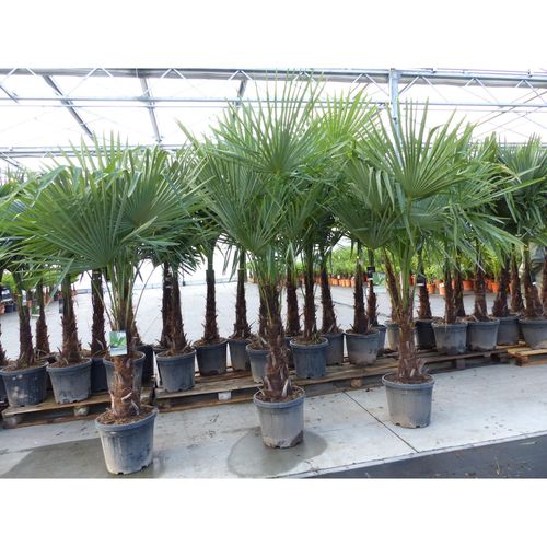 4251740110351 - XXL+ Palme winterhart 170 - 190 cm Trachycarpus fortunei Hanfpalme Top-Qualität