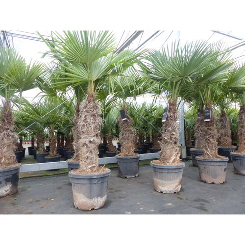 4251740110573 - 2 Stück im Palmenset Trachycarpus fortunei dicke Stämme 220 cm Hanfpalme winterharte Palme bis -18°C