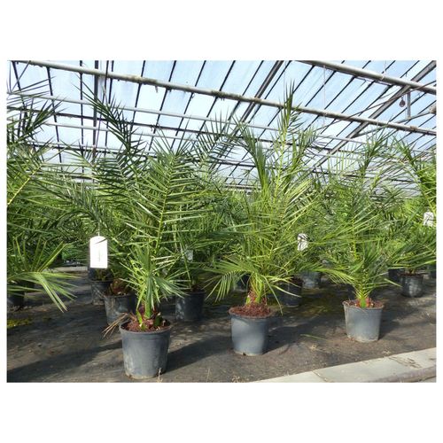 4251740110733 - 2 Stück Palme 90-120 cm Phoenix canariensis kanarische Dattelpalme kräftige Palmen keine Jungpflanzen 4251740110733 - 2 Stück Palme 90-120 cm Phoenix canariensis kanarische Dattelpalme kräftige Palmen keine Jungpflanzen