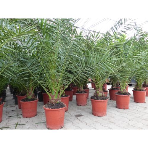 4251740110740 - 4 Stück Palme 90-120 cm Phoenix canariensis kanarische Dattelpalme kräftige Palmen keine Jungpflanzen