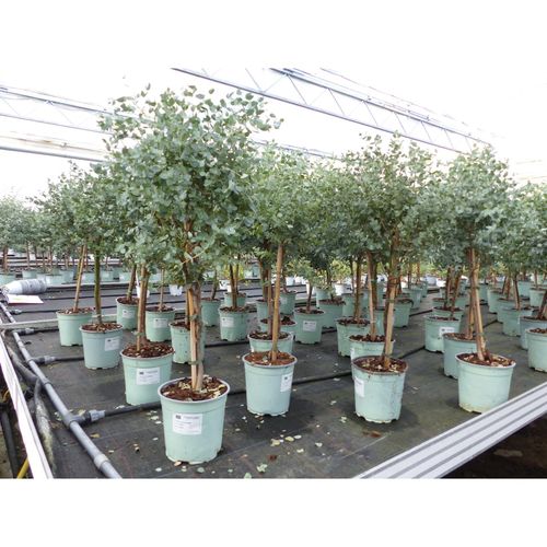 4251740110825 - Eucalyptus Gunni Stamm Eukalyptusbaum 70 - 100 cm Pflanze winterhart 4251740110825 - Eucalyptus Gunni Stamm Eukalyptusbaum 70 - 100 cm Pflanze winterhart