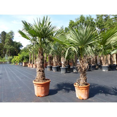 4251740110566 - 2 Stück im Palmenset Trachycarpus fortunei dicke Stämme 220 cm Hanfpalme winterharte Palme bis -18°C 4251740110566 - 2 Stück im Palmenset Trachycarpus fortunei dicke Stämme 220 cm Hanfpalme winterharte Palme bis -18°C