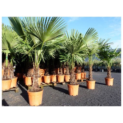 4251740111075 - XXL Palme Stammhöhe 40-50 cm winterhart 160-180 cm Trachycarpus fortunei Hanfpalme Top-Qualität