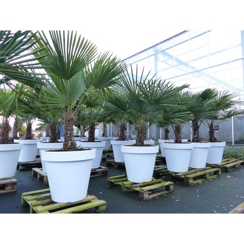 4251740111877 - XXL Palme winterhart inkl Pflanzkübel weiß 160 - 190 cm Trachycarpus fortunei Hanfpalme Top-Qualität 4251740111877 - XXL Palme winterhart inkl Pflanzkübel weiß 160 - 190 cm Trachycarpus fortunei Hanfpalme Top-Qualität