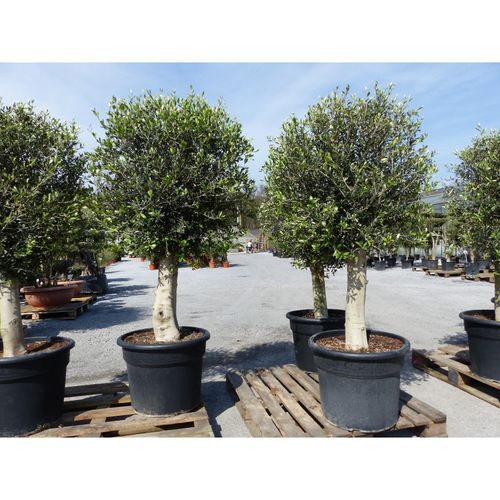 4251740112614 - winterharter XL Olivenbaum Premiumqualität 45 Jahre dicke Stämme winterhart 4251740112614 - winterharter XL Olivenbaum Premiumqualität 45 Jahre dicke Stämme winterhart
