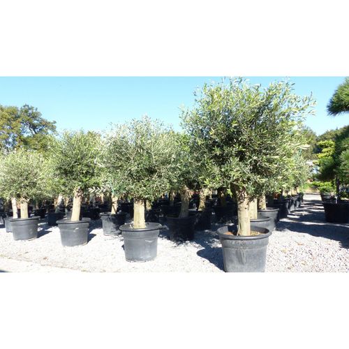 4251740112607 - winterharter XXL Olivenbaum Premiumqualität 50 Jahre extra dicke Stämme winterhart 4251740112607 - winterharter XXL Olivenbaum Premiumqualität 50 Jahre extra dicke Stämme winterhart