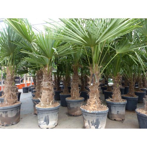 4251740118630 - 3 Stück XXL Stämme Palme winterhart 180 cm Trachycarpus fortunei Hanfpalme Top-Qualität 4251740118630 - 3 Stück XXL Stämme Palme winterhart 180 cm Trachycarpus fortunei Hanfpalme Top-Qualität