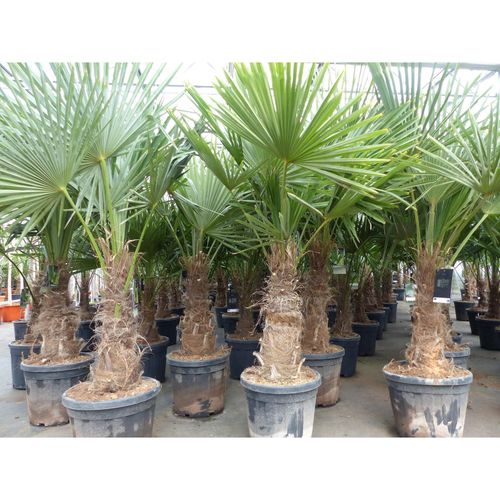 4251740113215 - 5 Stück XXL Stämme Palme winterhart 180 cm Trachycarpus fortunei Hanfpalme Top-Qualität 4251740113215 - 5 Stück XXL Stämme Palme winterhart 180 cm Trachycarpus fortunei Hanfpalme Top-Qualität