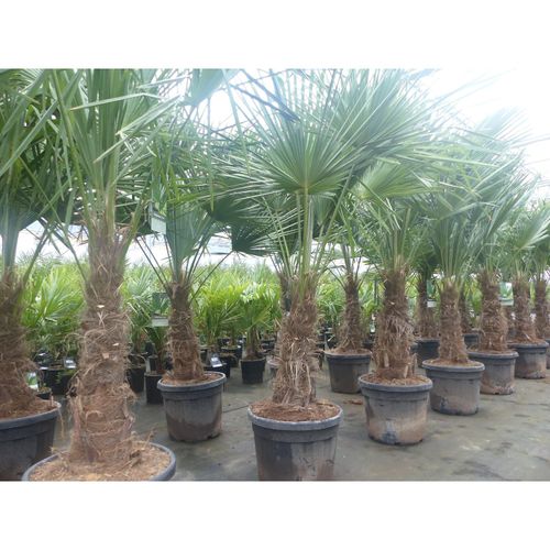 4251740113239 - 2 Stück im Palmenset Trachycarpus fortunei dicke Stämme 200 cm Hanfpalme winterharte Palme bis -18°C 4251740113239 - 2 Stück im Palmenset Trachycarpus fortunei dicke Stämme 200 cm Hanfpalme winterharte Palme bis -18°C