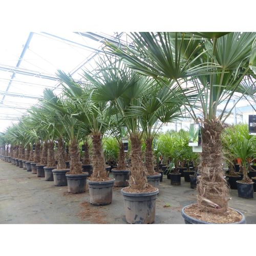 4251740113253 - 3 Stück im Palmenset Trachycarpus fortunei dicke Stämme 200 cm Hanfpalme winterharte Palme bis -18°C 4251740113253 - 3 Stück im Palmenset Trachycarpus fortunei dicke Stämme 200 cm Hanfpalme winterharte Palme bis -18°C