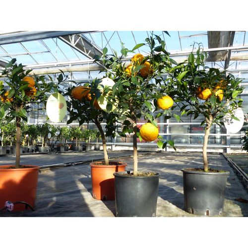 4251740119415 - Citrus Yuzu 70 - 75 cm Zitronenbaum Zitrone japanische Zitrone winterhart