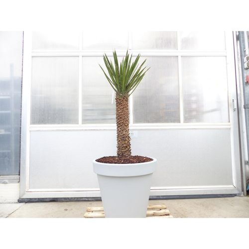 4251740119781 - Yucca Filifera 150 cm Stamm 58 cm Tambasi Yucca winterhart -13 Grad