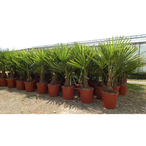 4251740109782 - Palme XL 120-150 cm Trachycarpus fortunei Hanfpalme winterhart bis -18°C