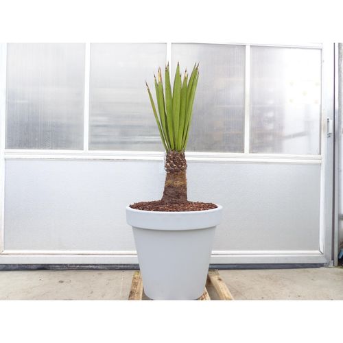 4251740119804 - Yucca Faxoniana 140 cm Stamm 30 cm Faxon Yucca Palmilla winterhart -20C 4251740119804 - Yucca Faxoniana 140 cm Stamm 30 cm Faxon Yucca Palmilla winterhart -20C