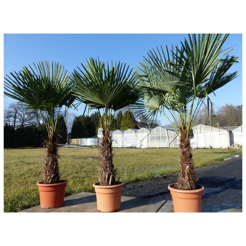 4251740106392 - 3 Stück XXL Palme winterhart 200-220 cm Trachycarpus fortunei Hanfpalme Top-Qualität 4251740106392 - 3 Stück XXL Palme winterhart 200-220 cm Trachycarpus fortunei Hanfpalme Top-Qualität