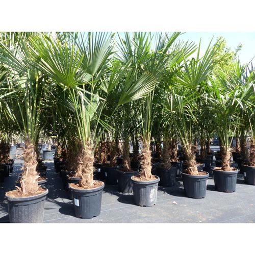 4251740109492 - XXL Palme winterhart 180 - 190 cm Trachycarpus fortunei Hanfpalme Top-Qualität 4251740109492 - XXL Palme winterhart 180 - 190 cm Trachycarpus fortunei Hanfpalme Top-Qualität