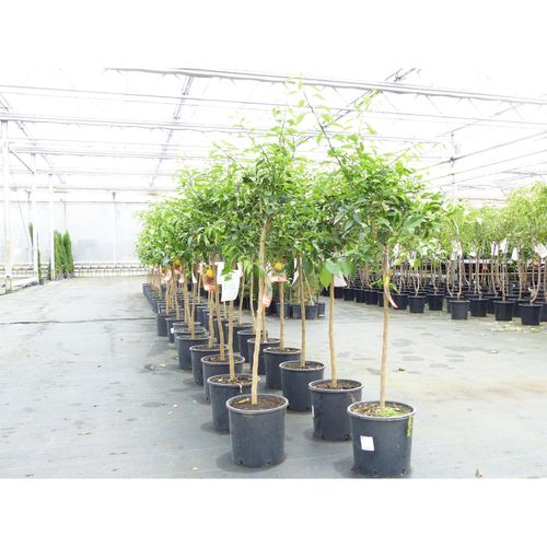 4251740123054 - Citrus Yuzu 130 - 150 cm Zitronenbaum Zitrone japanische Zitrone winterhart