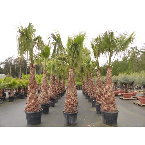 4251740121456 - XXL Washingtonia Robusta Premium 340-400 cm XXL Stamm 165-180 cm Petticoat Palme winterhart 4251740121456 - XXL Washingtonia Robusta Premium 340-400 cm XXL Stamm 165-180 cm Petticoat Palme winterhart