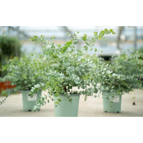 4251740110962 - 2x XL Eucalyptus Gunni Gunnii Busch Eukalyptusbaum 35- 50 cm Pflanze winterhart 4251740110962 - 2x XL Eucalyptus Gunni Gunnii Busch Eukalyptusbaum 35- 50 cm Pflanze winterhart