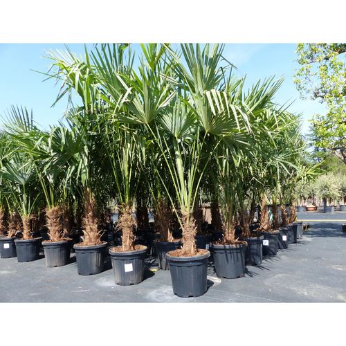 4251740113383 - 3 Stück XXL Palme winterhart 190 - 220 cm Trachycarpus fortunei Hanfpalme Top-Qualität