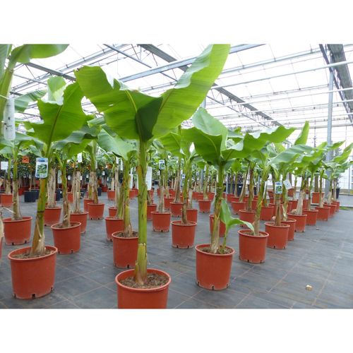4251740113604 - Bananenstaude Banane Musa Basjoo 120 - 160 cm winterhart Staude japanische Faserbanane 4251740113604 - Bananenstaude Banane Musa Basjoo 120 - 160 cm winterhart Staude japanische Faserbanane