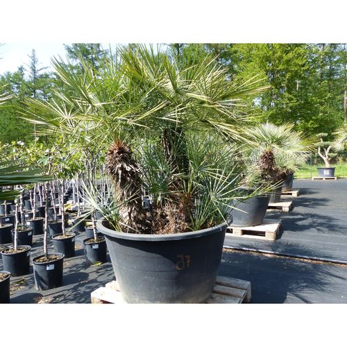 4251740113925 - Palmengruppe Palme 190cm Zwergpalme Chamaerops Humilis winterhart bis -12°C 4251740113925 - Palmengruppe Palme 190cm Zwergpalme Chamaerops Humilis winterhart bis -12°C