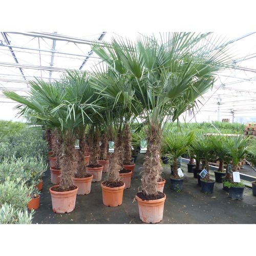 4251740121906 - 3 Stück 45L Trachycarpus Fortunei Palme winterhart 220 - 250 cm 4251740121906 - 3 Stück 45L Trachycarpus Fortunei Palme winterhart 220 - 250 cm
