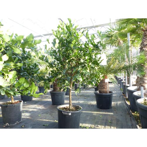 4251740119378 - Citrus Hystrix Papeda Combava 180 cm Kaffirlimette Kaffernlimette Zitruspflanze 4251740119378 - Citrus Hystrix Papeda Combava 180 cm Kaffirlimette Kaffernlimette Zitruspflanze
