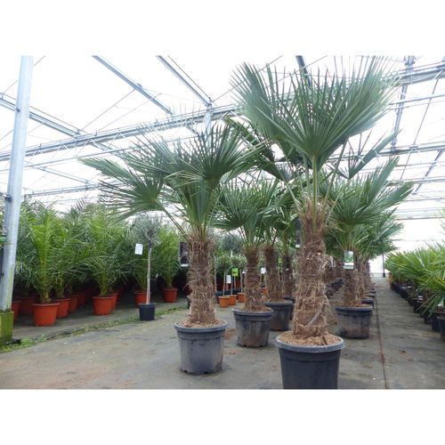 4251740117039 - Trachycarpus fortunei dicker Stamme 170 - 200 cm hohe Hanfpalme winterharte Palme bis -18°C 4251740117039 - Trachycarpus fortunei dicker Stamme 170 - 200 cm hohe Hanfpalme winterharte Palme bis -18°C