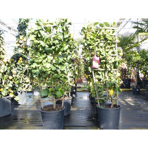 4251740120480 - Spalier Zitrone 160 cm Citrus Limon am Spalier Zitronenbaum Zitrus 4251740120480 - Spalier Zitrone 160 cm Citrus Limon am Spalier Zitronenbaum Zitrus