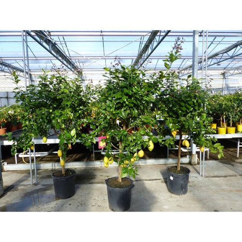 4251740122422 - Zitrus Zitronenbaum Zitrone Citrus Limon Limone 190 - 220 cm Zitruspflanze 4251740122422 - Zitrus Zitronenbaum Zitrone Citrus Limon Limone 190 - 220 cm Zitruspflanze