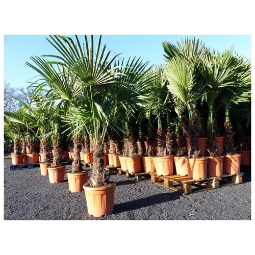 4251740113390 - XXL Palme winterhart 180 cm Trachycarpus fortunei Hanfpalme Top-Qualität 4251740113390 - XXL Palme winterhart 180 cm Trachycarpus fortunei Hanfpalme Top-Qualität
