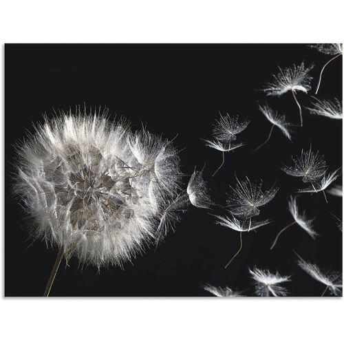 4062144602096 - Wandbild ARTLAND Pusteblume Bilder Gr B H 80 cm x 60 cm Alu-Dibond-Druck Blumenbilder Querformat 1 St schwarz Kunstdrucke als Alubild Leinwandbild Wandaufkleber oder Poster in versch Größen 4062144602096 - Wandbild ARTLAND Pusteblume Bilder Gr B H 80 cm x 60 cm Alu-Dibond-Druck Blumenbilder Querformat 1 St schwarz Kunstdrucke als Alubild Leinwandbild Wandaufkleber oder Poster in versch Größen