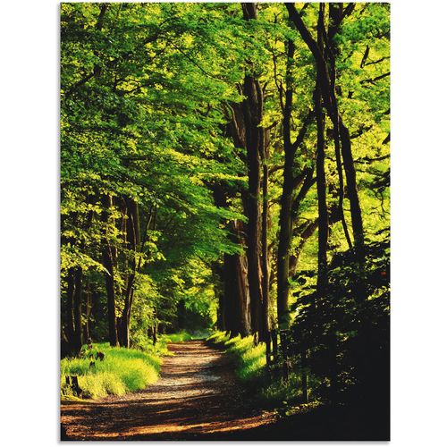 4059745781114 - Wandbild ARTLAND Weg im Wald Bilder Gr B H 60 cm x 80 cm Alu-Dibond-Druck Wald 1 St grün Bild Leinwandbild Kunstdrucke Bilder als Alubild Leinwandbild Wandaufkleber oder Poster in versch Größen 4059745781114 - Wandbild ARTLAND Weg im Wald Bilder Gr B H 60 cm x 80 cm Alu-Dibond-Druck Wald 1 St grün Bild Leinwandbild Kunstdrucke Bilder als Alubild Leinwandbild Wandaufkleber oder Poster in versch Größen