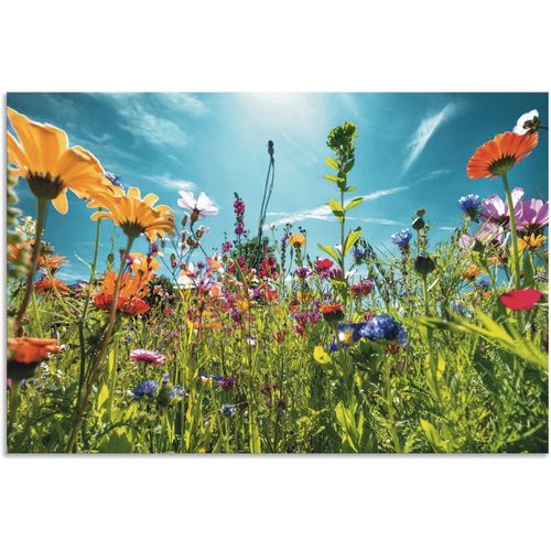 4062144669273 - Wandbild ARTLAND Buntes Blumenfeld Bilder Gr B H 60 cm x 40 cm Alu-Dibond-Druck Blumenwiese Querformat 1 St bunt Kunstdrucke als Alubild Leinwandbild Wandaufkleber oder Poster in versch Größen 4062144669273 - Wandbild ARTLAND Buntes Blumenfeld Bilder Gr B H 60 cm x 40 cm Alu-Dibond-Druck Blumenwiese Querformat 1 St bunt Kunstdrucke als Alubild Leinwandbild Wandaufkleber oder Poster in versch Größen