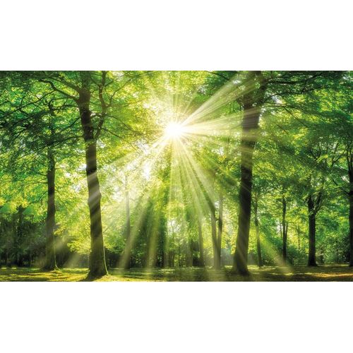 4032295084003 - Leinwandbild BÖNNINGHOFF Sonnenstrahl grün (farbe bild(er) grün) B150cm H90cm T35cm MDF Papier Bilder 4032295084003 - Leinwandbild BÖNNINGHOFF Sonnenstrahl grün (farbe bild(er) grün) B150cm H90cm T35cm MDF Papier Bilder