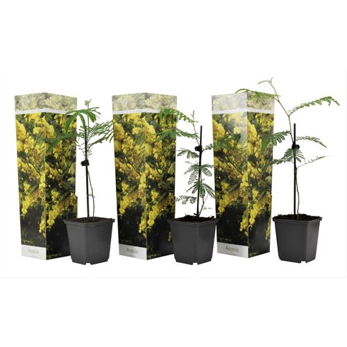 7428478958037 - Plant in a Box - Mimosenstrauch - 3 Stk - Mimosa dealbata - Höhe 25-40cm - Topf 9cm 7428478958037 - Plant in a Box - Mimosenstrauch - 3 Stk - Mimosa dealbata - Höhe 25-40cm - Topf 9cm