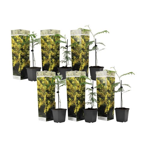 7428470902694 - Plant in a Box - Mimosenstrauch - 6 Stk - Mimosa dealbata - Höhe 25-40cm - Topf 9cm