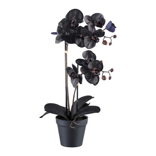 4064118249733 - P & B Kunstpflanze Schwarz Kunststoff 53 cm Real-Touch-Oberfläche Dekoration Blumen & Zubehör Kunstpflanzen 4064118249733 - P & B Kunstpflanze Schwarz Kunststoff 53 cm Real-Touch-Oberfläche Dekoration Blumen & Zubehör Kunstpflanzen
