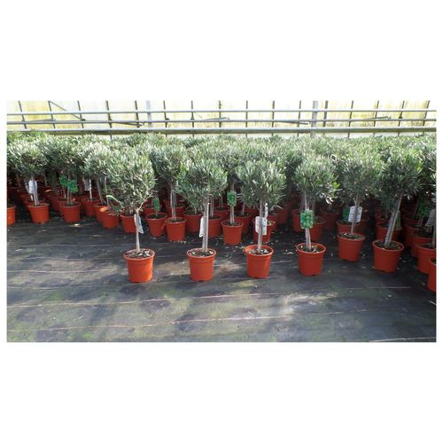 4251740105326 - Olivenbaum Stamm Olive 80 - 100 cm hoch beste Qualität Olea Europaea 4251740105326 - Olivenbaum Stamm Olive 80 - 100 cm hoch beste Qualität Olea Europaea