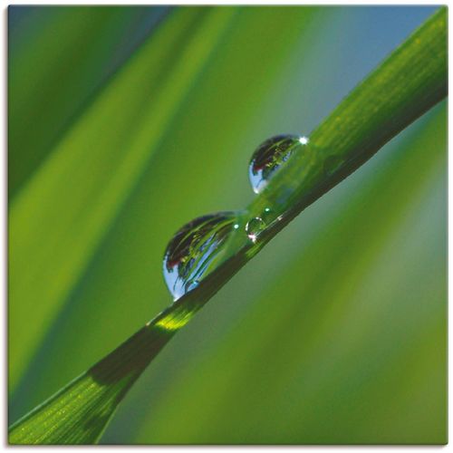 4055327868235 - Wandbild ARTLAND Wassertropfen IV Bilder Gr B H 50 cm x 50 cm Leinwandbild Gräser 1 St grün Bild Kunstdruck Leinwandbild Kunstdrucke Bilder als Leinwandbild Wandaufkleber oder Poster in versch Größen