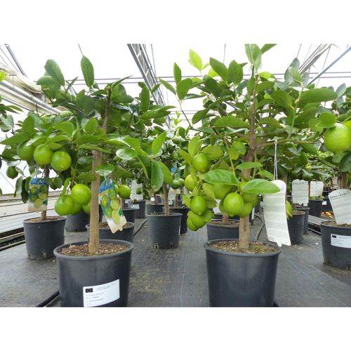 4251740100383 - echte Caipi Limette Caipirinha Limettenbaum Citrus Lime 70 - 90 cm Zitruspflanze 4251740100383 - echte Caipi Limette Caipirinha Limettenbaum Citrus Lime 70 - 90 cm Zitruspflanze