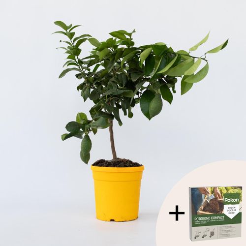 8721278901784 - Plant in a Box - Zitronenbaum - Citrus limon - Höhe 60-70cm - Topf 19cm 8721278901784 - Plant in a Box - Zitronenbaum - Citrus limon - Höhe 60-70cm - Topf 19cm