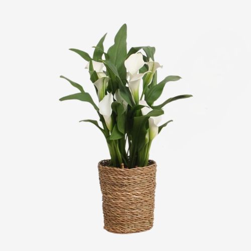 8721278901821 - Plant in a Box - Calla Ruby - Zantedeschia - Weiß - Höhe 30-40cm - Topf 12cm