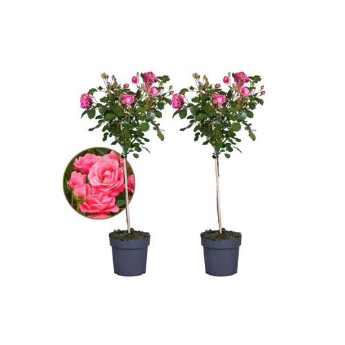 6097225448490 - Plant in a Box - Stängelrosen - 2 Stk - Rosa palace Topkapi - Höhe 80-100cm - Topf 19cm 6097225448490 - Plant in a Box - Stängelrosen - 2 Stk - Rosa palace Topkapi - Höhe 80-100cm - Topf 19cm