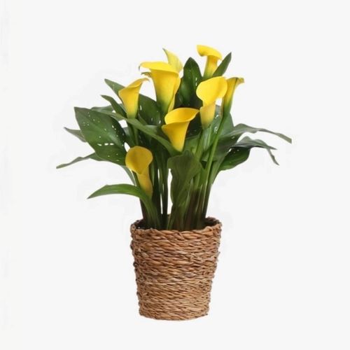 8721278901838 - Plant in a Box - Calla Ruby - Zantedeschia - Gelb - Höhe 30-40cm - Topf 12cm 8721278901838 - Plant in a Box - Calla Ruby - Zantedeschia - Gelb - Höhe 30-40cm - Topf 12cm